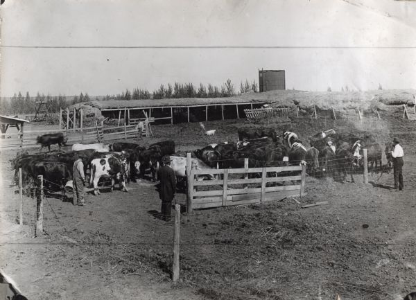Elevated view of men standing near a herd of cattle at a feed lot at an International Harvester Company demonstration farm. A silo and several other farm buildings stand in the background.