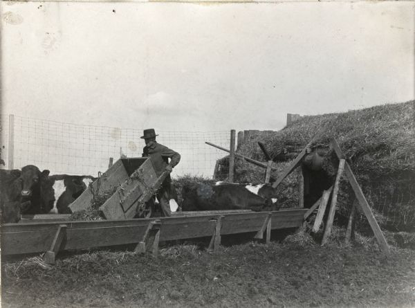 A farmer uses a wheelbarrow to place feed in a trough near a herd of cattle at an International Harvester demonstration farm.