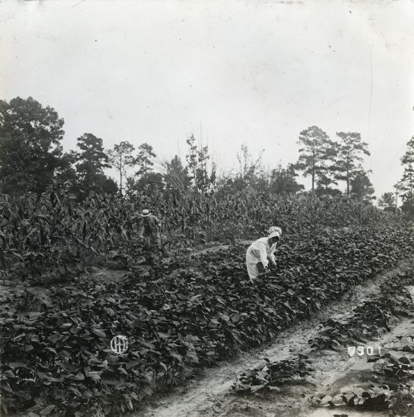 A woman and man work in a fall garden on an International Harvester Company demonstration farm.