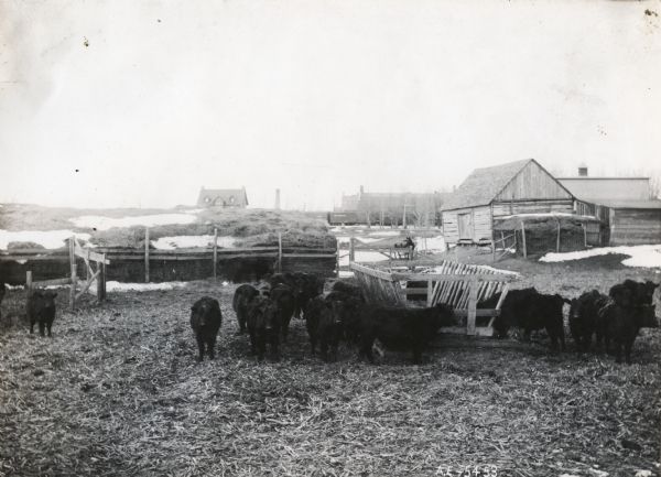 Cattle graze in a feed lot at an International Harvester demonstration farm. Snow lies on the ground and a farmhouse, barn, and other buildings appear in the background.