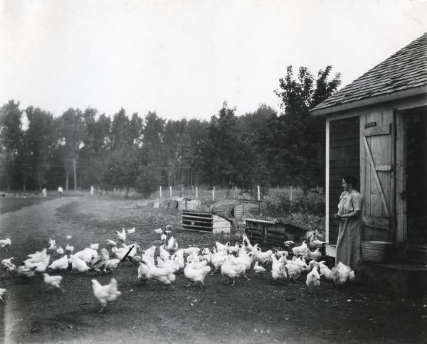 A woman stands outside a wooden shed while feeding a flock of chickens from a metal bucket. Several small chicken coops stand alongside the shed.