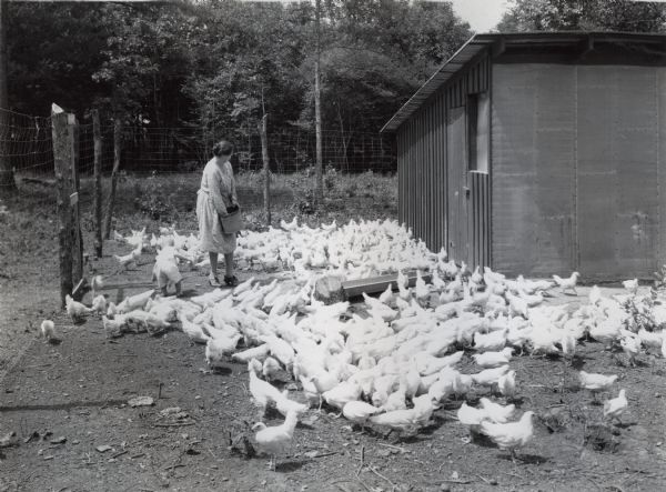 Mrs. Gillespie using a metal bucket to feed a flock of White Leghorn chickens outside a farm building on an International Harvester demonstration farm. A small child is standing next to Mrs. Gillespie.