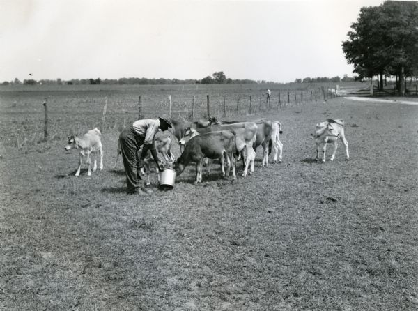 A man is feeding a group of Jersey calves from a metal bucket. Another man is using a tool to work in a field in the background.