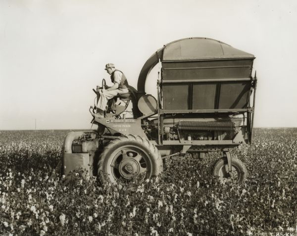 Left side view of a man driving a McCormick-Deering cotton picker M-11-H in a field. Decals and/or stencils are on the machine. The picker is mounted on a Farmall M(?) tractor.