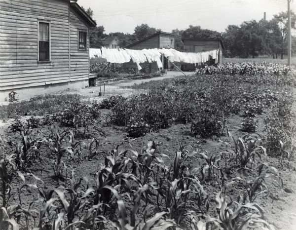 Clothing hanging on a clothesline strung between a farmhouse and two small farm buildings. Corn and other crops are planted around the farmhouse.