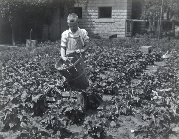 A boy is holding a bushel basket while harvesting string beans in a field. A farmhouse and what appears to be a rabbit hutch or chicken coop are behind him near a building.