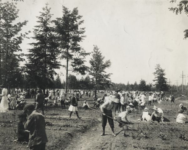 Group of children in a large school garden working on their crops.