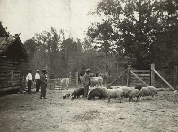 Group of men in a pen with livestock, including pigs, sheep, a cow, a donkey and horses. The livestock was owned by the Piney Woods Country Life School.