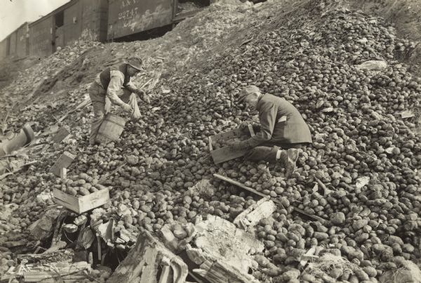 Two men picking through bushels of potatoes that have been dumped from a freight train. The men are scouring for potatoes that are still good. Original caption reads: "A close view of dump at West Chicago showing men at work picking out the good potatoes."
