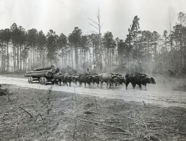 A team of ten oxen pulling a load of cut logs on a wagon along a dirt road. A man is standing on the road behind the team of oxen, and in the background are dwellings.
