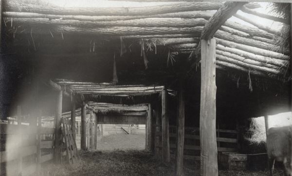 Interior view of a straw shed connected to a pit silo.