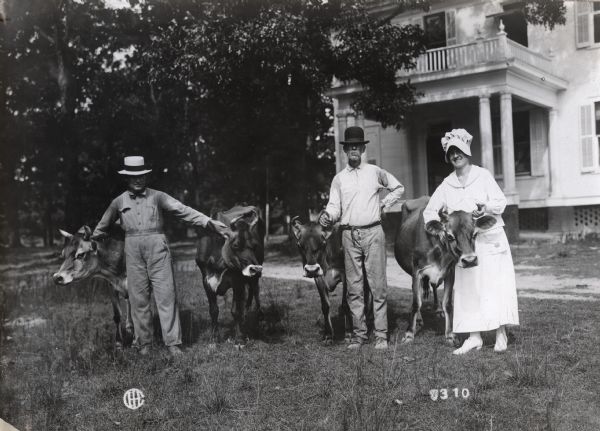 Two men and a woman standing on the lawn of a home while holding four Jersey cows.