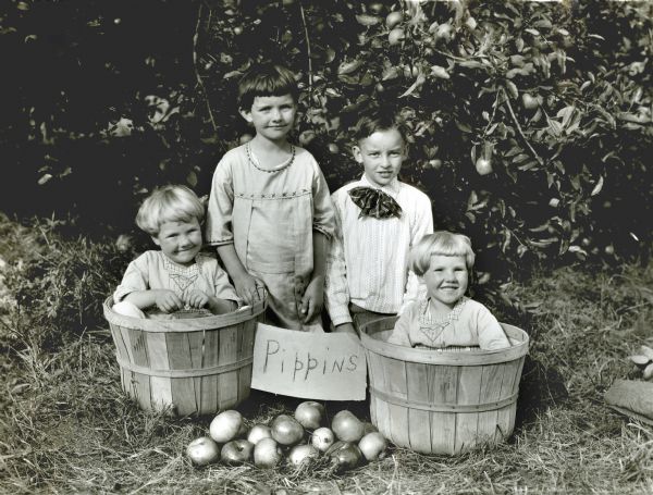 Three girls and a boy posing for a group portrait in an apple orchard. Two of the girls, possibly twins, are sitting in bushel baskets on either side of a sign reading: "Pippins," and the other two children are kneeling between them.