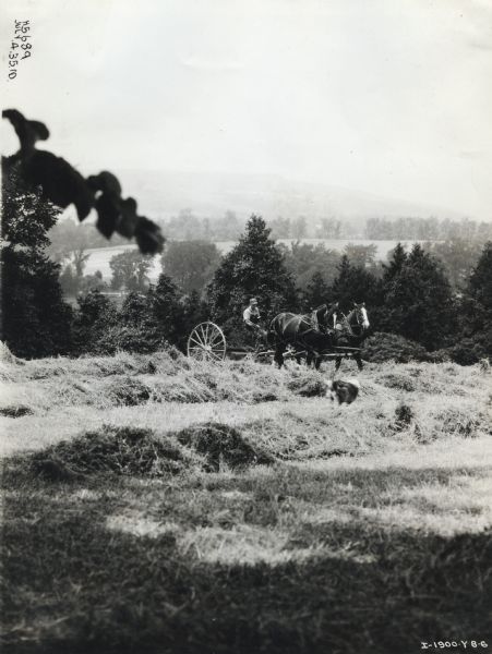 View across field of a man using a team of two horses to pull a hay rake through a field near Hamilton, Ontario. There appears to be a dog running in the foreground.
