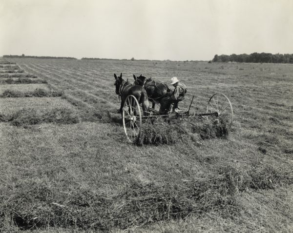 Man seated on hay rake pulled by two work horses. Original caption reads, "raking alsike clover with new McCormick-Deering Sulky rake owned and operated by Francis Smith."