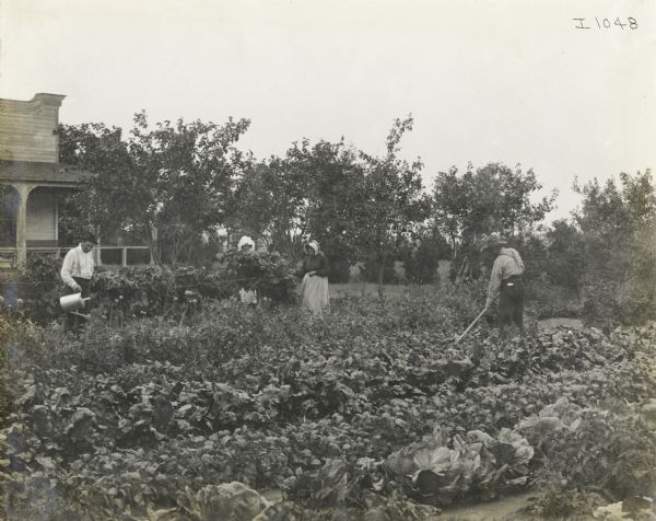 Group of men and women laboring in a garden among rows of leafy vegetables. There is a farmhouse in the background.