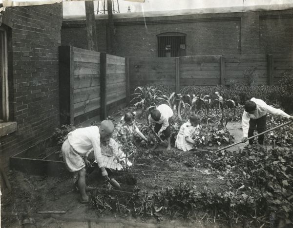 Boys and girls working to plant and tend to a garden surrounded by buildings and fences in what appears to be an urban area. The location is likely a school garden.