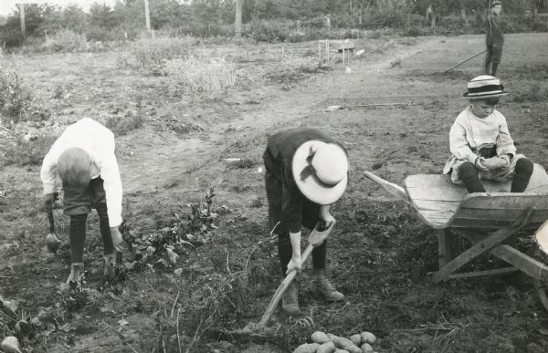 Children working in garden. One child is pulling beets, while another child is digging up potatoes with a hoe. Another child is sitting in a wheelbarrow looking at a potato.