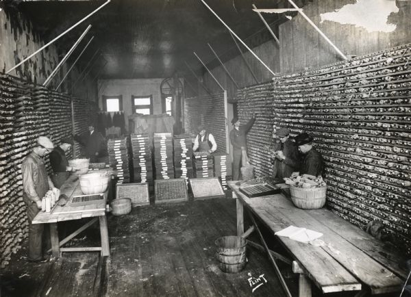 Men work at tables in the Corn Testing Station conducted by Black Hawk County Crop Improvement Association. Corn cobs are held in wire storage racks along the walls and in drawers piled on the floor.