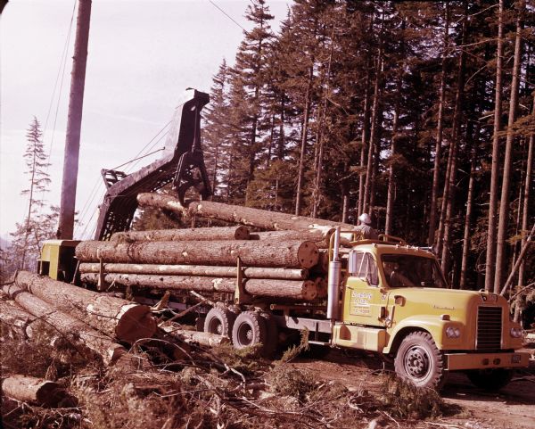 An International D-405 truck owned by the Dougherty & Zion Company of Tacoma, Washington is being loaded with logs while parked in a wooded area.