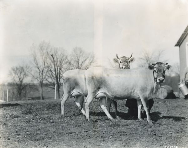 Two cows with horns stand in a field while looking at the camera. In the background is part of a house or barn, a barrel, and a person holding a milk can. The original caption reads: "Another view of No. 105. Because of their beauty they are the pets of the Meredith Farm. This photograph was retouched for framing to send to Secretary Meredith at Washington."
