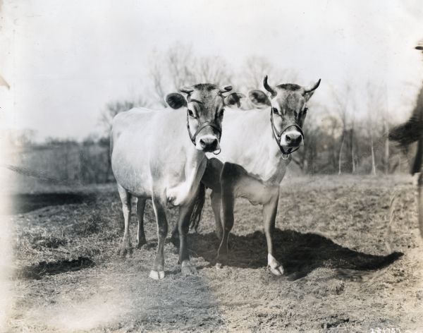 Two cows with horns look into the camera while standing in a field. The original caption reads: "Meredith Jersey Cows; Comerna and Coferna, Twin Daughters of Coma Fern." A man is standing at the edge of the photograph on the right.