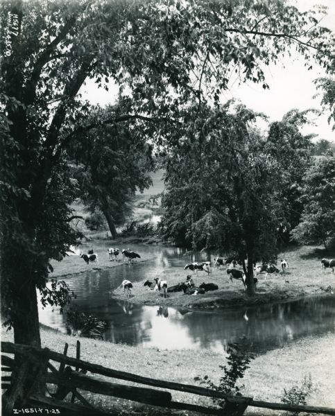 View down hill of a group of cows resting by a stream near trees and a fence. A handwritten caption reads: "Hamilton, Ontario. Dairy Cows near city. Taken near Hamilton Works."