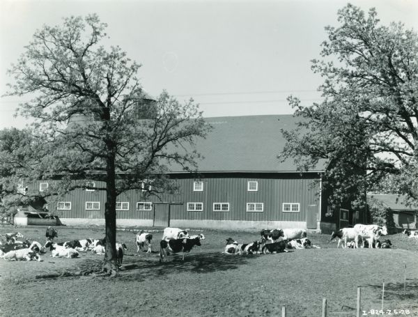 A herd of cows rests in the shade of a tree near a barn.