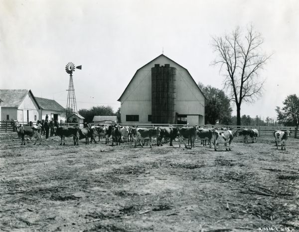 A group of cows stand in front of a barn, while a group of men with hats stand in the background near a windmill. The original caption reads: "Dr. Brickley Farm, Bluffton, Indiana."