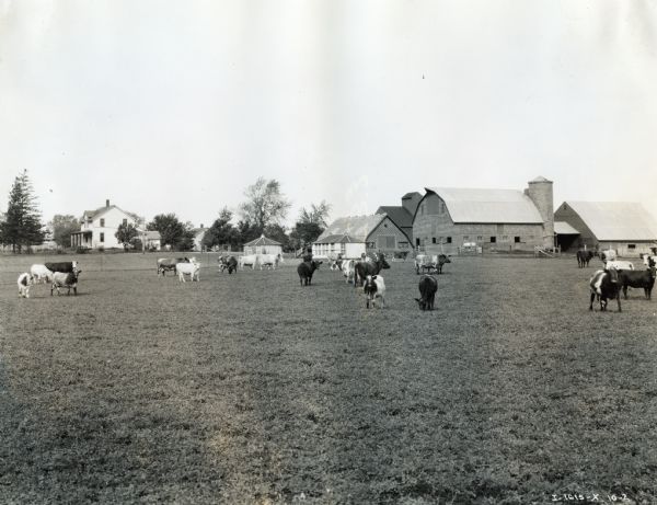 A herd of cows grazing in a pasture. In the background is a farmhouse, farm buildings, silos and barns.