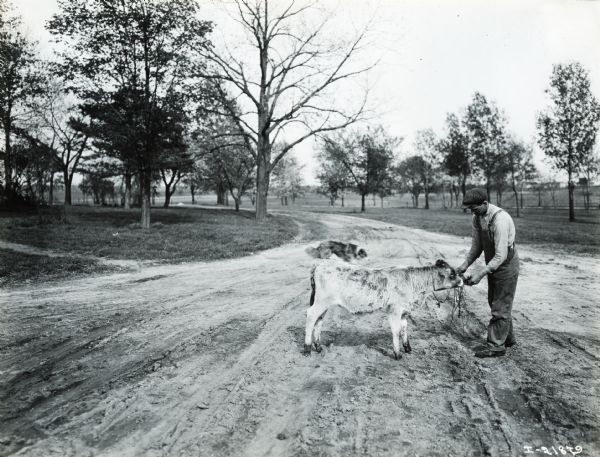 A man feeds a calf while standing in a dirt road. A dog is running in the background.