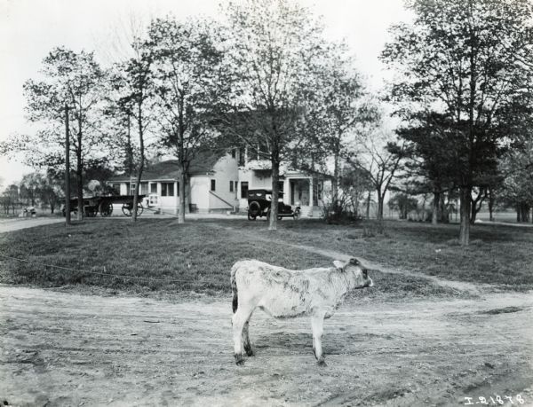 A calf standing on a road in front of a farmhouse. Trees surround the farmhouse, and parked in the driveway in front are an automobile and a wagon.