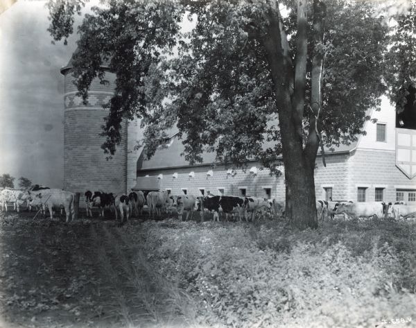 View from field of a herd of cows behind a fence grazing in a pasture in front of a barn and silo. The silo has a decorative stone pattern. The original caption reads: "Gil Ruehman, White Rose Dairy Farm, Davenport, IA."