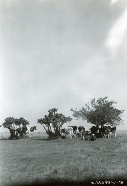 A group of cows sit in the shade of trees in a field.