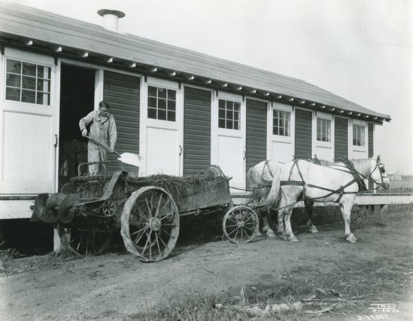 A man standing in the doorway of a farm building uses a shovel to load fertilizer onto a manure spreader pulled by a team of horses.