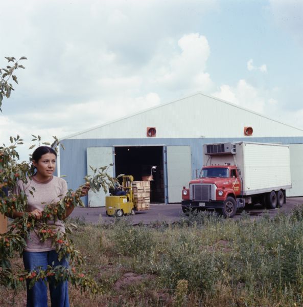 Young woman standing among what appears to be branches of a cherry tree. An man is driving an International truck, possibly a Fleetstar F-1800, in the background near a warehouse building. A man operating a forklift loaded with crates is near the open door of the warehouse. The truck was operated by Edward Field & Son and Heart of the Valley Vegetable Farm.