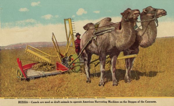 Postcard with a color illustrations of an International Harvester self-rake reaper pulled by two camels in Russia. Caption: "Russia — Camels are used as draft animals to operate American Harvesting Machines on the Steppes of the Caucasus."