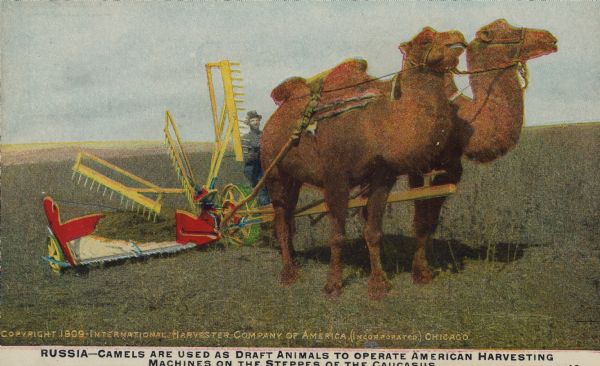 Postcard featuring a color illustration of a self-rake reaper pulled by two camels with one man walking beside. Caption: "Russia — Camels are used as draft animals to operate American Harvesting Machines on the Steppes of the Caucasus."