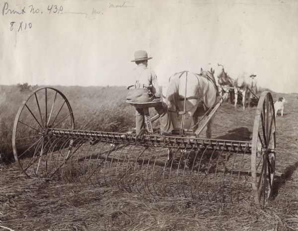 Rear view of a young boy driving a team of horses pulling a hay rake. In the far background a man is riding a mower behind another team of horses coming from the other direction. A dog is standing in the field between the two groups.