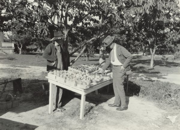 Two men are standing on opposite sides of a table full of small crates of fruit, possibly apples (?). The original caption reads: "Roadside market scene."