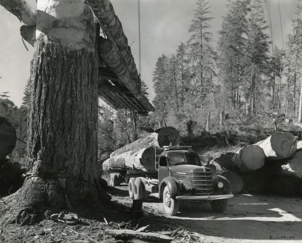 An International D-246-F truck owned by the C.D. Ray Logging Company parked under what appears to be a loading device constructed from a tree stump and logs as it is loaded with cut timber.