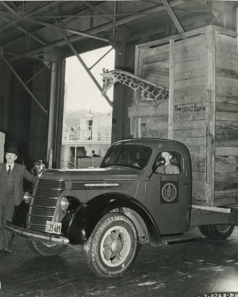 A giraffe sticks its head out of an opening in a wooden box carried on the bed of an International D-40 as the animal is transported from New York to California. A man sits in the driver's seat of the truck while another stands near the truck's grille. In the background through an open door is a ship.