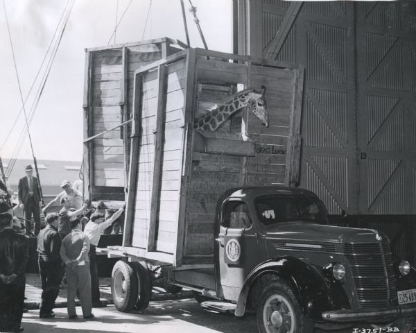 Men load a tall wooden crate transporting a giraffe onto the bed of an International D-40 truck. The animal was one of a pair being driven from New York to California.