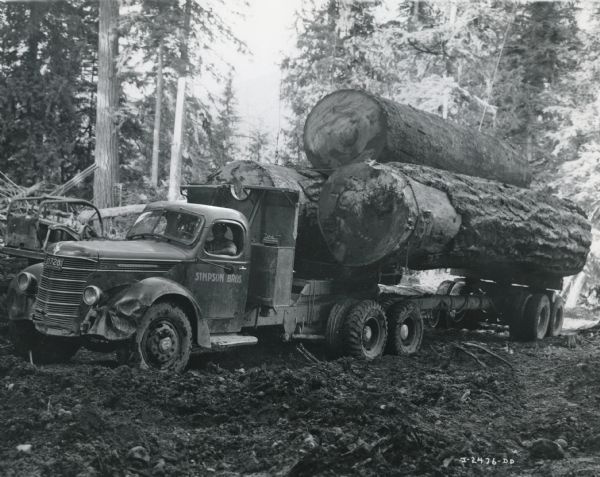 An International D-426-F truck and Isaacson 20-ton trailer hauls a load of enormous Douglas Fir logs through a wooded area in British Columbia.