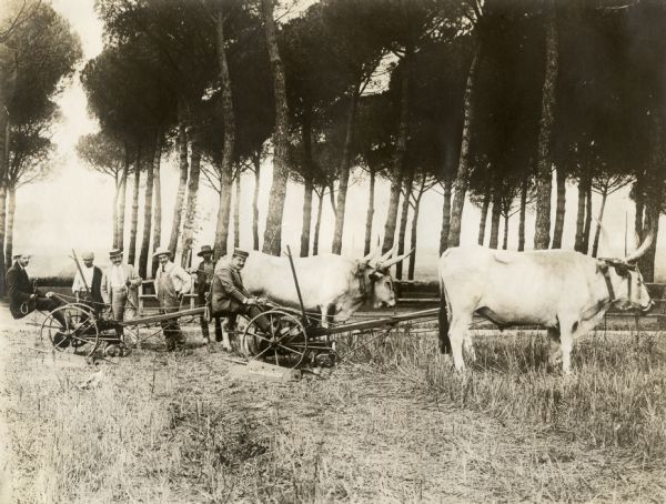 Harvesting scene taking place in Italy featuring oxen-drawn machinery and a group of men near trees.