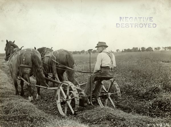 Man operating a horse-drawn mower in a field. The horses are wearing blinders and fly-nets.