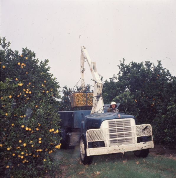 View of a blue International Harvester Loadstar with lift gear in a Florida orange grove. The truck has no cab, and a crane-like lift behind the driver is holding a large wire basket of oranges. The truck is being driven by a man with a beard in a white hardhat. Photo caption reads: "Picking-to-transfer process heavily accents Loadstars sporting diversity of life gear."