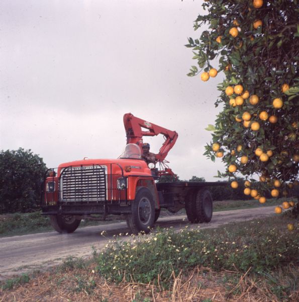 View of a red International Harvester Loadstar flatbed with no cab and hi-lift equipment for harvesting oranges. An African-American man is driving the truck along a road lined with orange trees. Photo caption reads: "Loadstar with 'lighting loader' illustrates support IH trucks give growers."