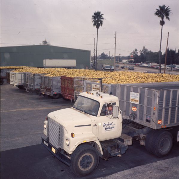 Color photo of a man driving a white International Harvester Fleetstar 2070A Diesel with trailer in a parking lot with several other trailers full of oranges. The side of the truck reads, "Garland Anderson & Son, Davenport, Fla." In the background two palm trees can be seen. Photo caption reads: "At receiving yard of Davenport, Fla., packer, IH truck spots citrus load with others."
