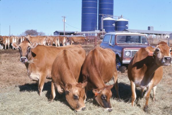 A group of four Jersey Cows at the Jersey Land dairy farm. Two of the cows are grazing and two have looked up at the photographer. A truck, additional cows, and four blue silos are in the background.